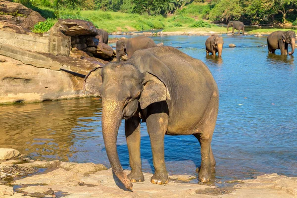 Troupeau Éléphants Centre Sri Lanka — Photo