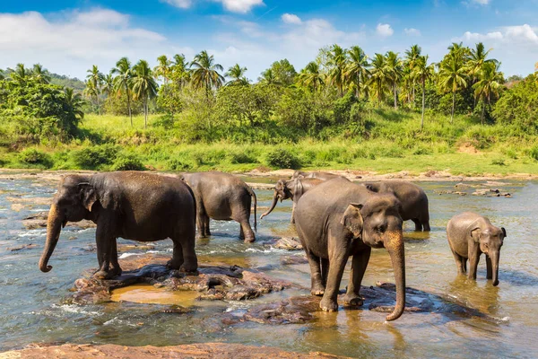 Manada Elefantes Rio Sri Lanka — Fotografia de Stock