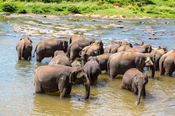 Rebanho Elefantes Orfanato Elefantes Centro Sri Lanka — Fotografia de Stock
