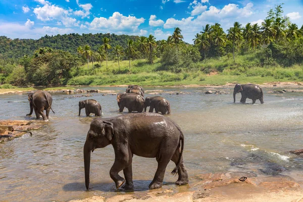 Manada Elefantes Rio Sri Lanka — Fotografia de Stock
