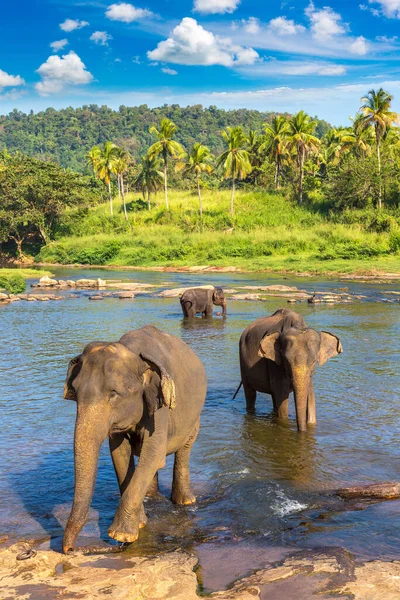 Herd Elephants River Central Sri Lanka Summer Day — Fotografia de Stock