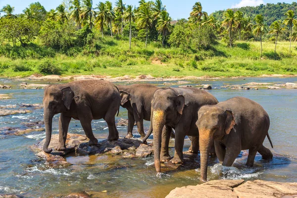 Rebanho Elefantes Rio Centro Sri Lanka Dia Ensolarado — Fotografia de Stock