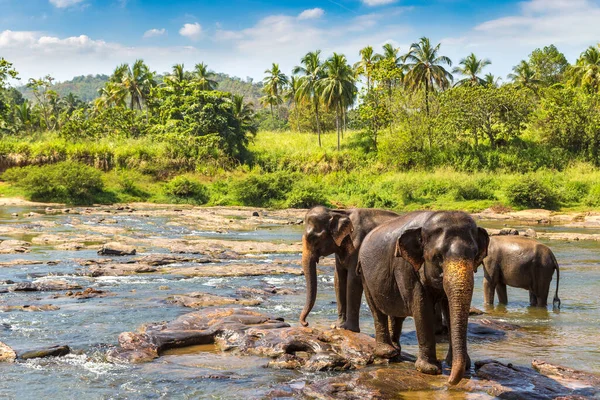 Rebanho Elefantes Centro Sri Lanka Dia Ensolarado — Fotografia de Stock