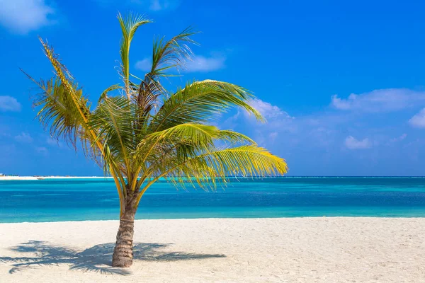 Praia Tropical Com Coqueiro Único Dia Ensolarado Verão — Fotografia de Stock