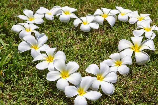 草の上にフランジパニ プルメリア の花を咲かせる心 — ストック写真