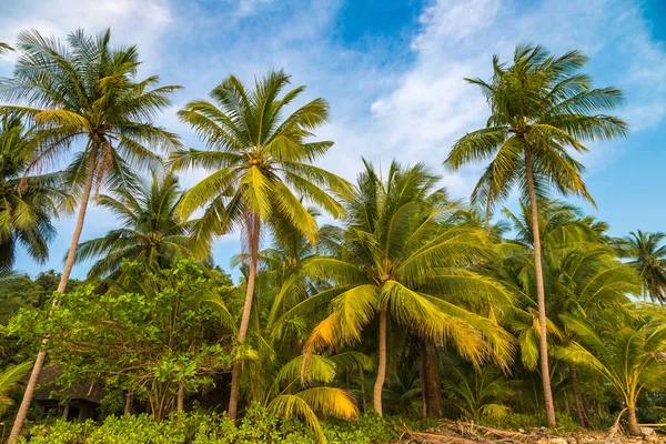 Bir Yaz Gününde Güzel Bir Tropik Sahilde Palmiye Ağacı — Stok fotoğraf