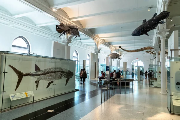 2020年3月29日米国ニューヨーク市 アメリカ自然史博物館の内部 — ストック写真