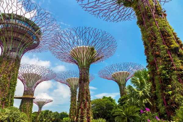 Singapur Juni 2019 Der Supertree Grove Gardens Bay Singapur Der — Stockfoto