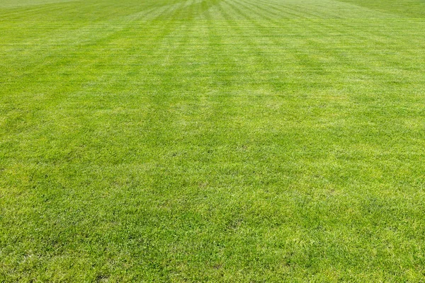 Green Grass Soccer Field Background Texture Beautiful Summer Day — Stock Photo, Image