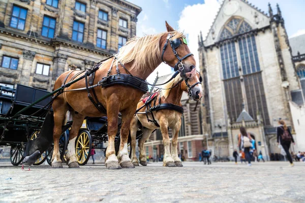 Hästvagnen Amsterdam Vacker Sommardag Nederländerna — Stockfoto