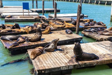 Deniz aslanları Pier 39 San Francisco, Kaliforniya, ABD