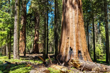 Sequoia Ulusal Parkı 'ndaki Giant Sequoia, ABD
