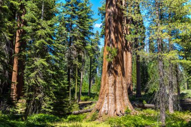 Sequoia Ulusal Parkı 'ndaki Giant Sequoia, ABD