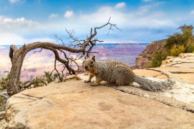 Arizona, ABD 'de güneşli bir günde Grand Canyon Ulusal Parkı' nda sincap.