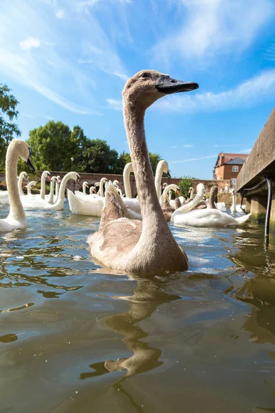 Cisnes Río Stratford Avon Hermoso Día Verano Inglaterra Reino Unido — Foto de Stock