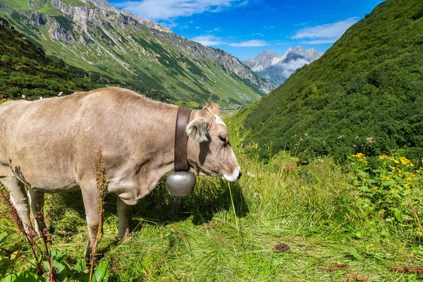 Vacas Pastando Los Alpes Hermoso Día Verano Suiza —  Fotos de Stock