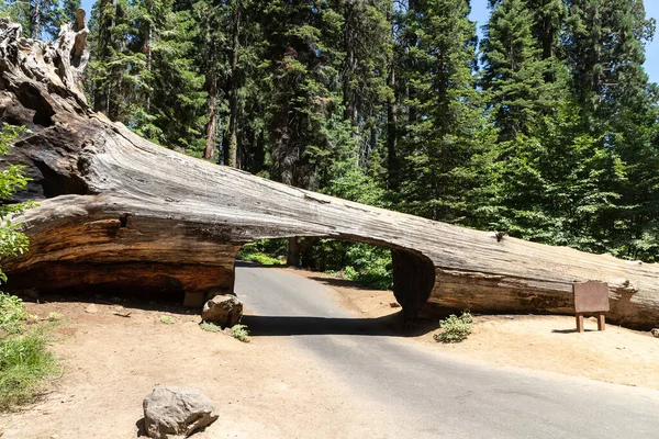 stock image Tunnel log in Sequoia National Park in California, USA