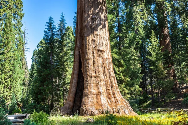 stock image Giant Sequoia in Sequoia National Park in California, USA