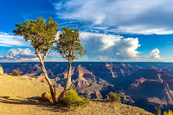 Árvore Única Grand Canyon National Park Powell Point Pôr Sol — Fotografia de Stock