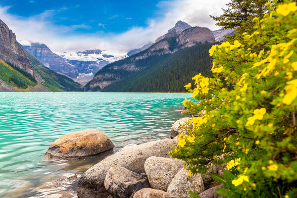 Panoramic view of Lake Louise and wild yellow flower, Banff National Park Of Canada