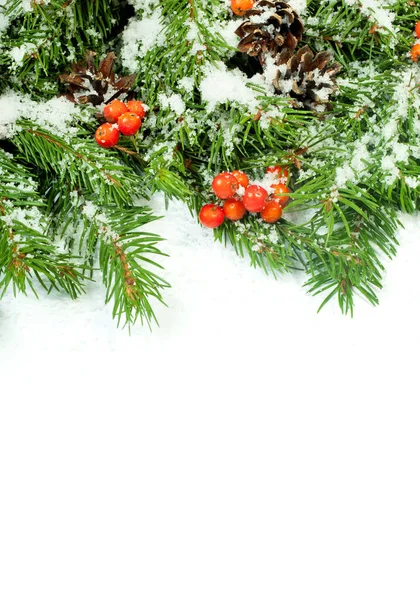 圣诞背景 圆锥和冬青莓与白色隔离 — 图库照片