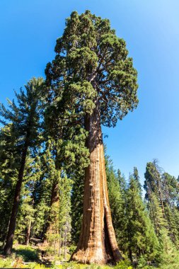 Sequoia Ulusal Parkı 'ndaki Giant Sequoia, ABD