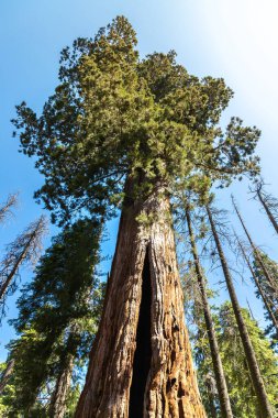 Sequoia Ulusal Parkı 'ndaki Giant Sequoia, ABD