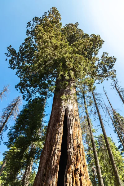 Sequoia Ulusal Parkı 'ndaki Giant Sequoia, ABD