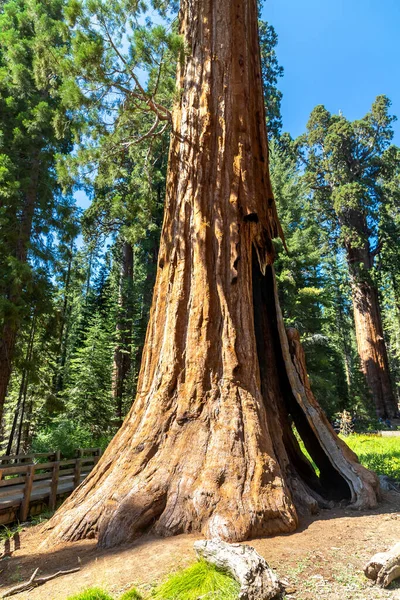 Sequoia Gigante Parque Nacional Sequoia California — Foto de Stock