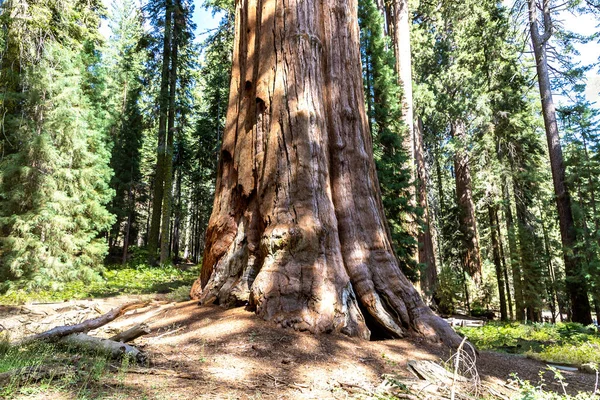 General Sherman Tree Sequoia Gigante Parque Nacional Sequoia California — Foto de Stock