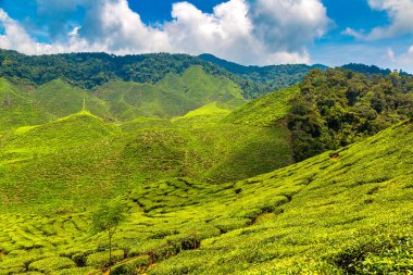 Güneşli bir günde çay tarlalarının panoramik manzarası