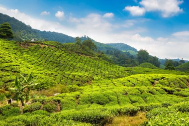 Güneşli bir günde çay tarlalarının panoramik manzarası