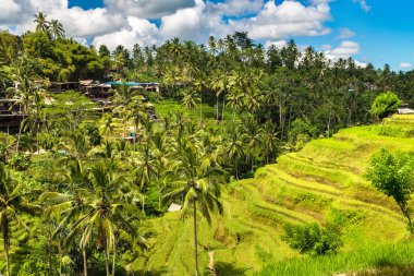 Bali, Endonezya 'da Tegallalang pirinç tarlası güneşli bir günde