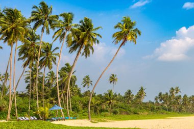 Sri Lanka 'da güneşli bir günde Shinagawa tropikal plajı