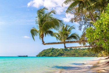 Two Palm tree hanging over tropical beach in a sunny day