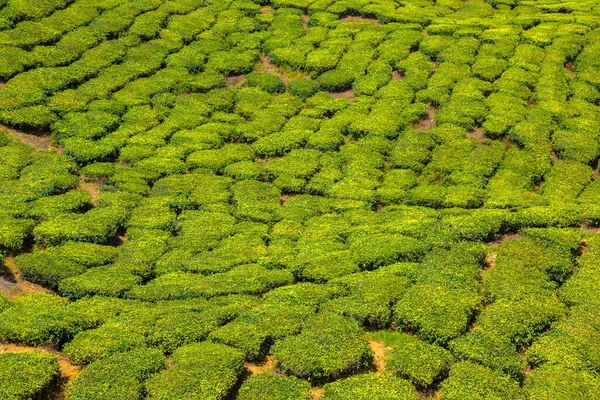 Vista Panorâmica Das Plantações Chá Dia Ensolarado — Fotografia de Stock