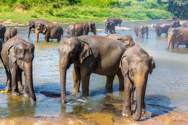 Herd Elephants River Sri Lanka — Stock Photo, Image