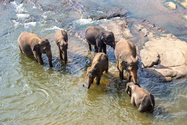 Herd Elephants Sri Lanka Summer Day — Stock Photo, Image