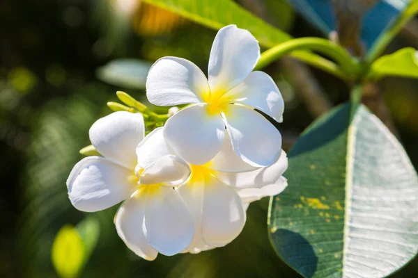 White Plumeria Frangipani Flowers Blooming Tree Sunny Day — 图库照片