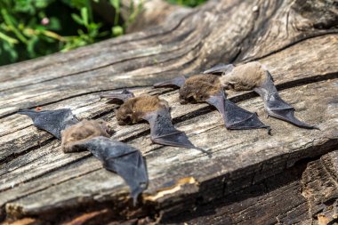 Güzel bir yaz gününde bir grup yarasa.