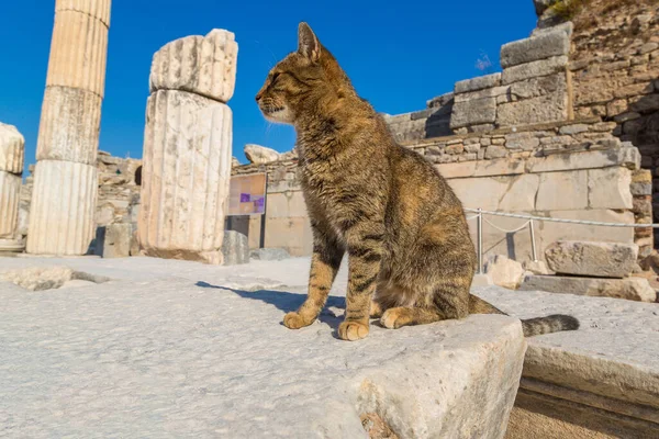 在一个美丽的夏日 一只猫在土耳其的古希腊城市以弗所的废墟上 — 图库照片