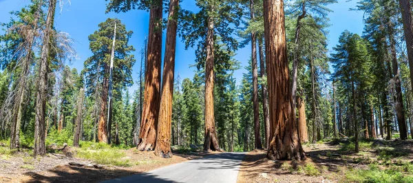 Panorama Van Een Weg Door Giant Sequoia Sequoia National Park — Stockfoto
