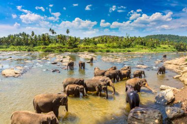 Sri Lanka 'da fil sürüsü