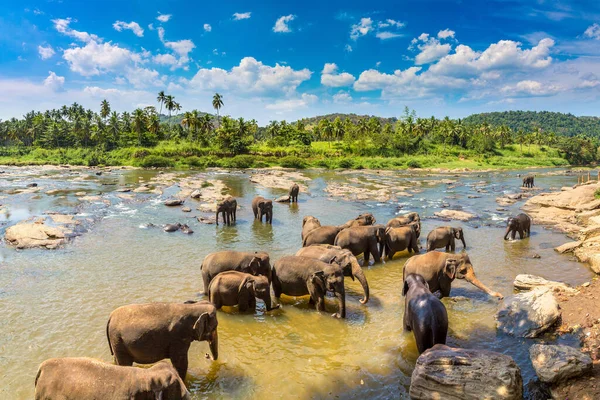 Manada Elefantes Sri Lanka — Fotografia de Stock