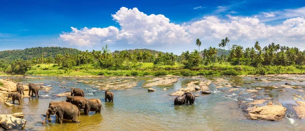 Стадо Слонов Шри Ланке — стоковое фото