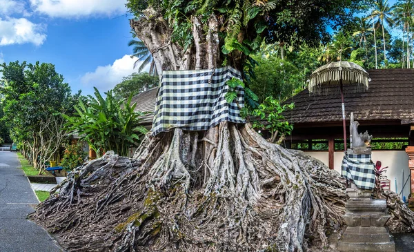 Holy Tree Pura Tirta Empul Temple Bali Indonesia — Stock Photo, Image