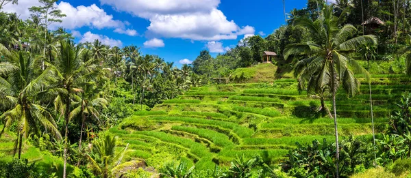 Panorama Tegallalang Rice Terrace Field Bali Indonesia Sunny Day — Stock Photo, Image