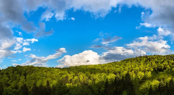 Karpatlar dağ orman içinde bir güzel yaz gün, Ukrayna Panoraması