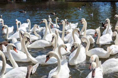 Stratford-upon-Avon 'daki nehirde kuğular güzel bir yaz günü, İngiltere, Birleşik Krallık