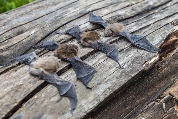 Grupo Morcegos Belo Dia Verão — Fotografia de Stock